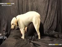 dog who loves to lick a woman's pussy